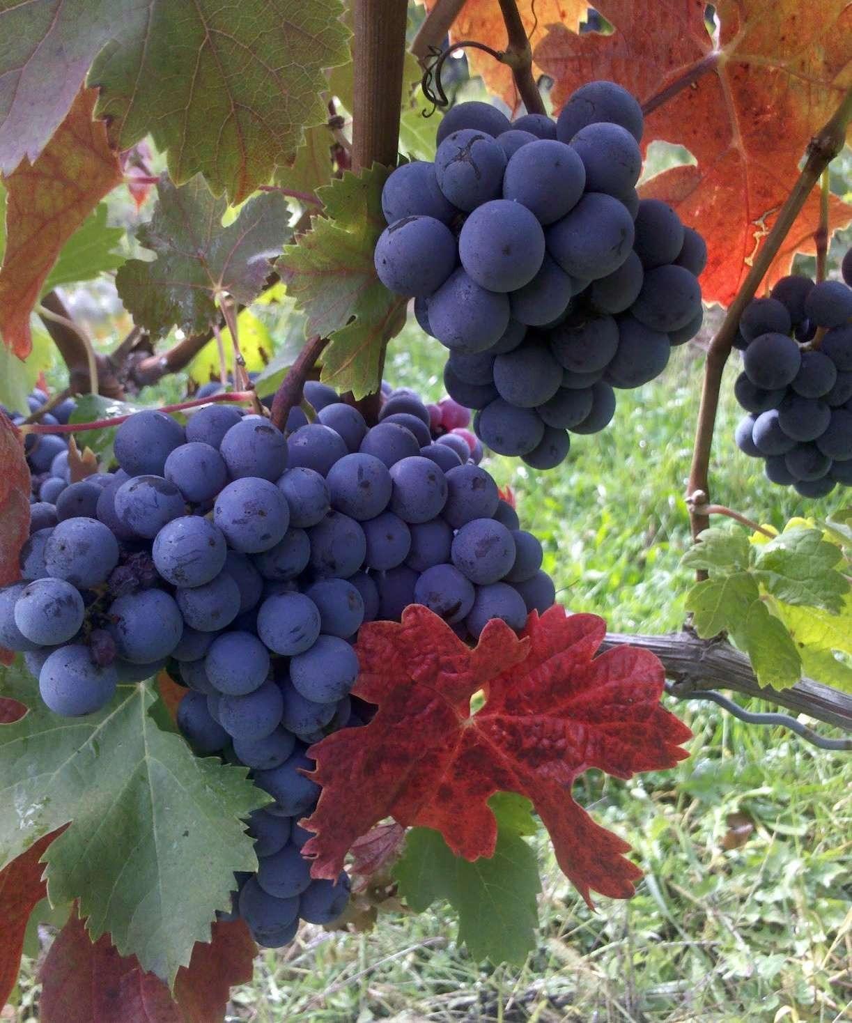 White Pine Winery